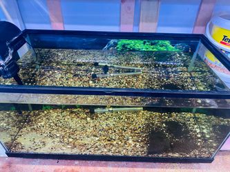 Fish or reptile tank