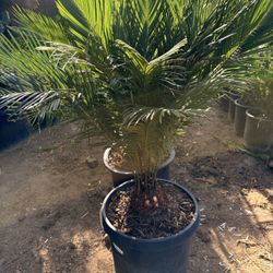 Healthy Sago Palms For Sale