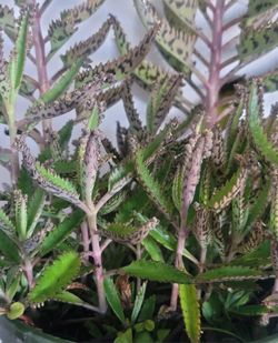 ORGANIC MOTHER OF THOUSANDS PLANT.