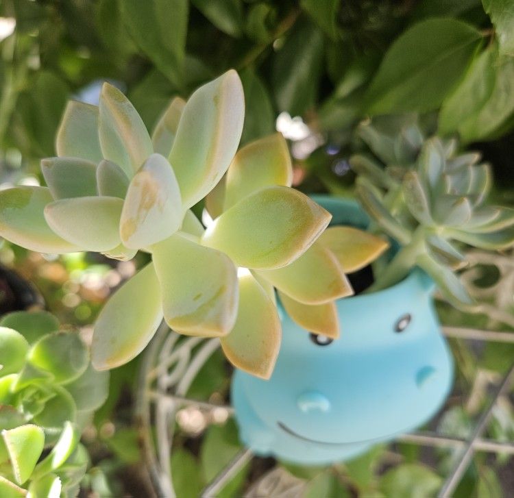 Succulents in Hippopotamus pot