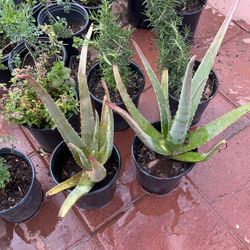 Plants Sabila Oregano Mint Rosemary Ruda