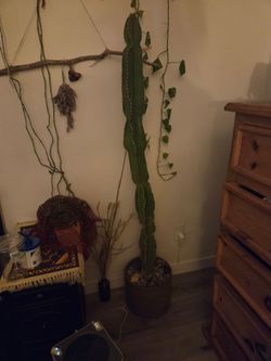 Tall Cactus in Pot