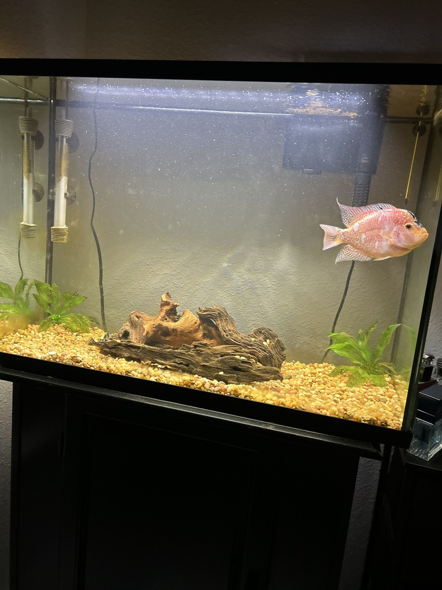 29 Gallon Fish Tank