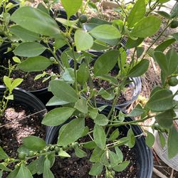 CALAMONDIN/KUMQUAT & OTHER