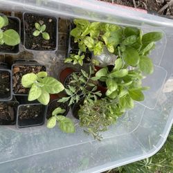 19 raspberry plants - three varieties