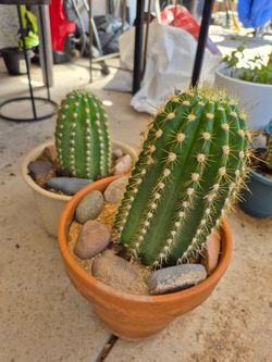 Cactus plants over 1 ft tall