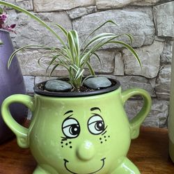 🎁 Spider House Plant In 4.5"H Ceramic Pot.