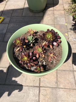 Large Succulent Arrangement