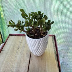 Potted Succulent 