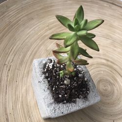 Succulent In Concrete Pot