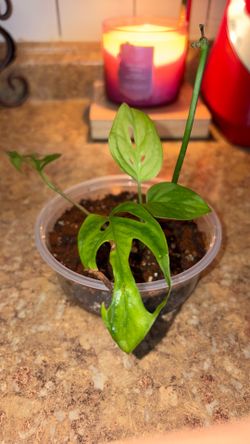Small Monstera Adansonii plant