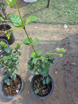 Start jasmine