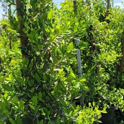 Ficus Nitida Hedge Or Privacy
