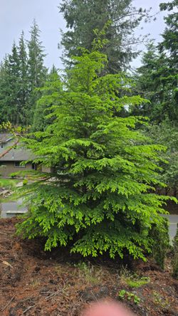 FREE TREES, you dig
