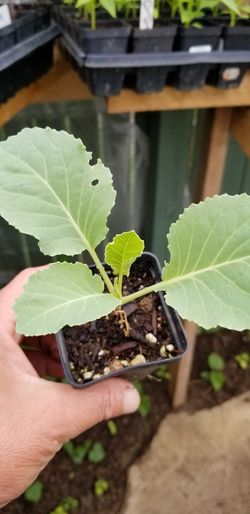 cabbage plant