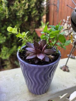 Plant Decoration Succulent in Cute Pots
