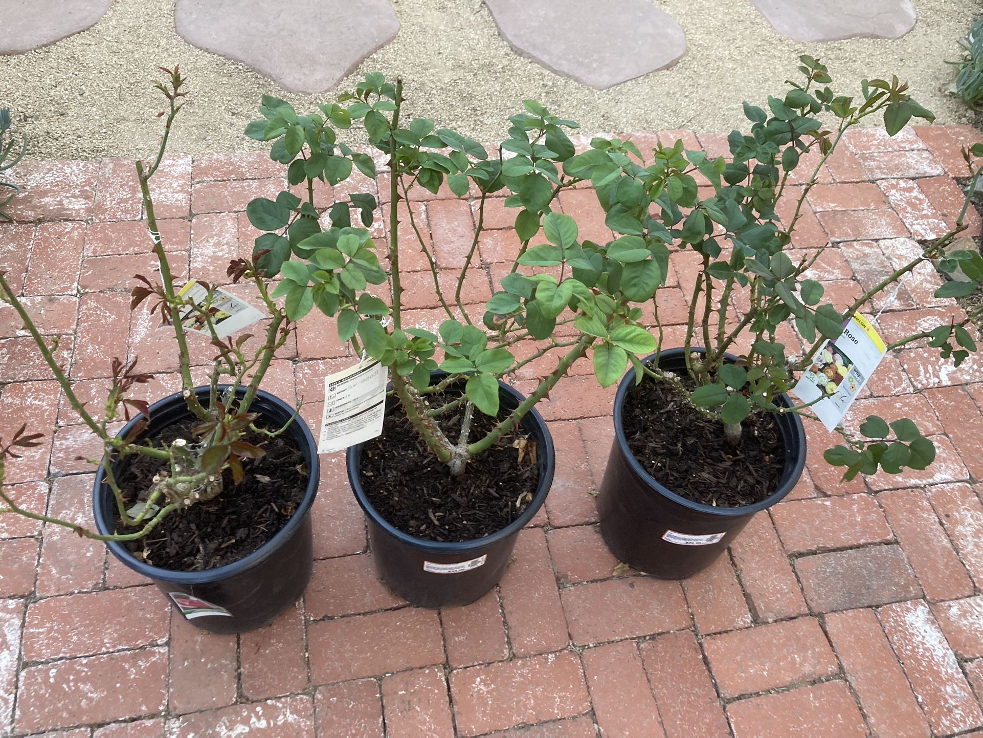 3x Large Pink Roses/$25 Each Firm/Lakeside