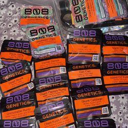 808 genetics beans