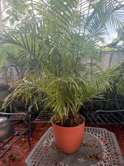 Areca palm