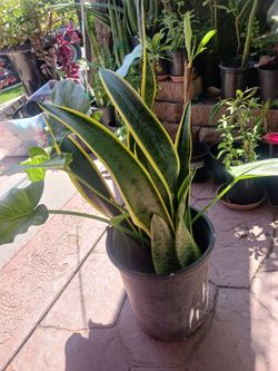 Alcatras y lengua de suegra or snake Plant