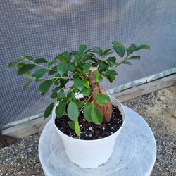Ficus Gensing Plant 8" Pot