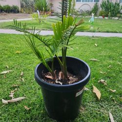 Palm Plant 