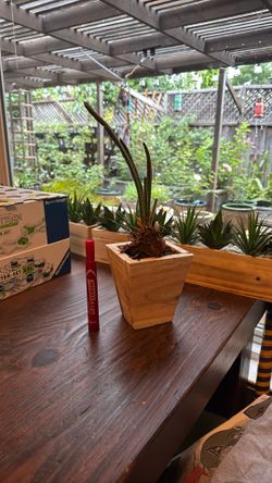 Sago palm Pup In Small Planter!