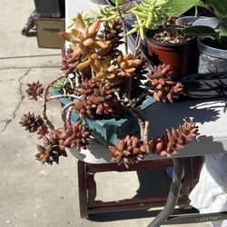 Succulent arrangement