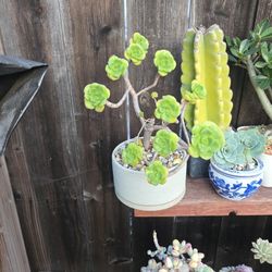 Succulents  Pot Not Included 