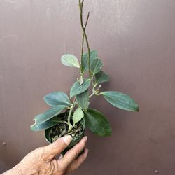 4” Hoya Nicholsoniae
