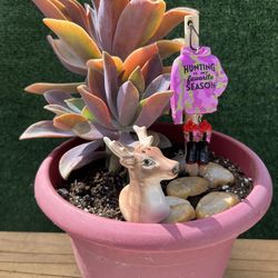 Succulent - ( ON THE HUNT )