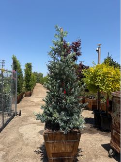 Podocarpus “Icee Blue”