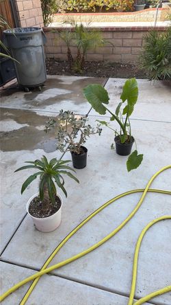 3 plant deal