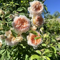 fragrant climbing rose bathsheba 