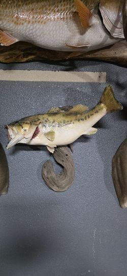 Bass Mount