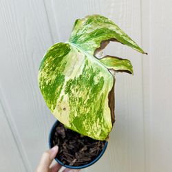 Monstera AUREA Highly Variegated House Plant Cuttings