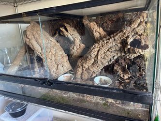 Large Glass Reptile Terrarium with Cork Decor