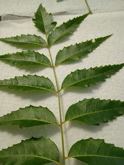 Neem organic fresh green leaves 200 pieces