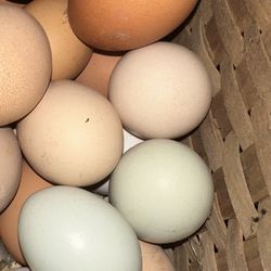 Organic Free-Range Eggs