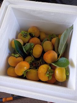 40 Fresh Persimmons
