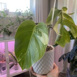 Monstera Mint NOID for Sale in San Diego, CA - OfferUp