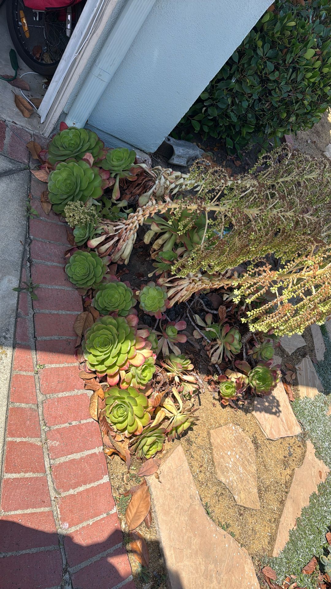 Free Succulents