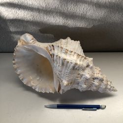 seashell