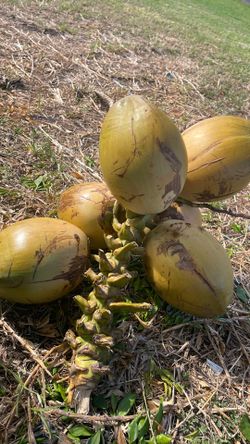 6 beautiful ‘King’ Coconuts