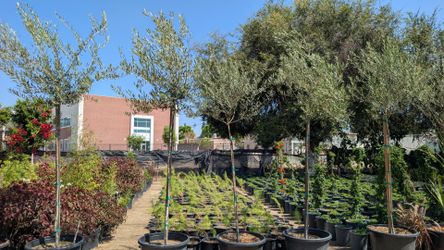 Olive Tree