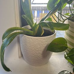 Small Snake Plant In White Ceramic Pot. 