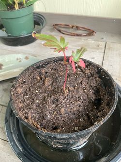 Japanese Maple Seedling in Pot