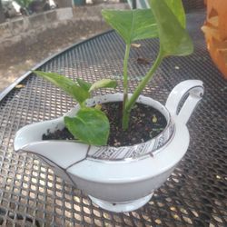 Planta 