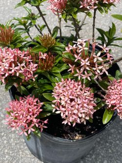 Ixora dwarf pink