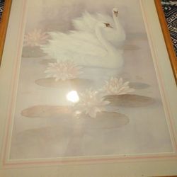 Framed swan print by Tc Chiu.